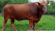 Nhập khẩu bò Úc 6 tháng đầu năm giảm