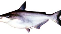 Xuất khẩu cá tra vẫn gặp khó khăn
