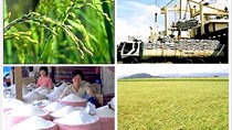 Tháng 7 xuất khẩu gạo thấp nhất từ đầu năm đến nay