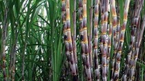 Dự kiến sản lượng ép mía đạt 15 triệu tấn niên vụ 2016-2017