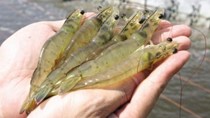 Giám sát chuỗi tôm đảm bảo an toàn dịch bệnh