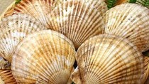 Giá xuất khẩu sò điệp sang Mỹ giảm