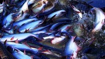 Nguy cơ thiếu cá tra nguyên liệu xuất khẩu đến hết quý I/2017