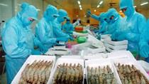 Xuất khẩu thủy sản VN từ 1/1 đến 15/10/2016 