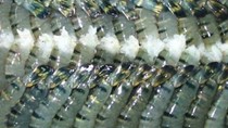 Xuất khẩu thủy sản những tháng cuối năm chưa hết khó khăn