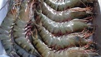 Giá thủy sản tại một số tỉnh tuần đến 3/12/2016