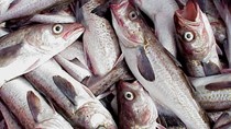 Nga dự kiến tăng xuất khẩu cá minh thái sang Hàn Quốc