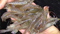 Trung Quốc: Sản lượng tôm chân trắng giảm