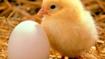 Giá heo nhích dần, giá trứng giảm mạnh
