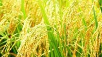 An Giang: Lúa Đông Xuân thu hoạch sớm có giá cao