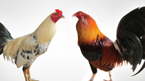 Nỗi lo của các trang trại gà trước dịch cúm gia cầm ở Trung Quốc 