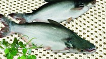Giá cá tra tăng, nông dân vẫn ngại thả nuôi