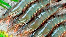 Giá tôm nguyên liệu tăng