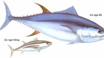 Cá ngừ XK chuyển hướng sang thị trường mới nổi