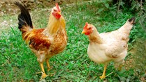 Châu Á hạn chế nhập gia cầm Mỹ vì cúm gà