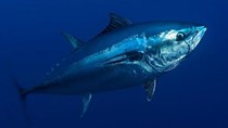 Xuất khẩu cá ngừ sang Tunisa tăng ấn tượng