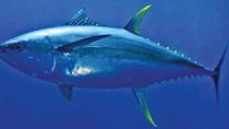 Cá ngừ đại dương giá 110.000 đồng/kg, thương lái tranh nhau mua