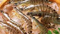 ĐBSCL: Giá tôm cao, nông dân phấn khởi