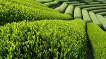 Xây dựng kế hoạch phát triển ngành nông nghiệp năm 2018