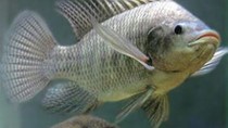 Thị trường mới cho cá rô phi