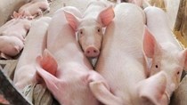 Giá lợn 'nhảy múa' và cơ hội tái cơ cấu ngành chăn nuôi