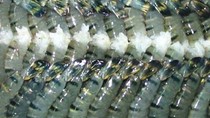 Xuất khẩu tôm quý II khởi sắc