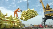 Bangladesh mời thầu quốc tế nhập khẩu 50.000 tấn gạo đồ non-basmati