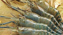 Xuất khẩu tôm sẽ bùng nổ