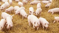 Giá lợn quay đầu giảm do nguồn cung dư thừa