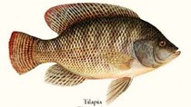 Bờ Biển Ngà tạm thời cấm nhập khẩu cá Tilapia