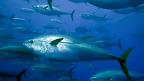 EU tăng nhập khẩu cá ngừ
