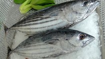 Sự chuyển hướng tốt xuất khẩu cá ngừ sang Trung Đông