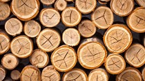 Giá gỗ nhập khẩu tuần 6-13/10/2017