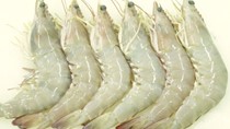 Xuất khẩu tôm dự báo đạt kim ngạch 3,4 tỷ USD trong năm nay