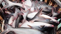 Giá cá tra nguyên liệu tăng cao