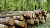 Giá gỗ nhập khẩu tuần 24-30/11/2017