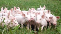 Giá lợn hơi ngày 1/2/2018 tại miền Bắc tăng nhẹ