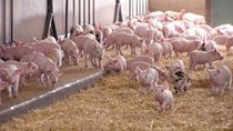 Giá lợn hơi ngày 6/2/2018 tăng  