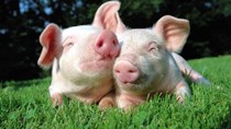 Giá lợn hơi ngày 8/2/2018 tại miền Nam tăng nhẹ