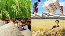 Xuất khẩu lúa gạo và thủy sản vùng đồng bằng sông Cửu Long tăng mạnh
