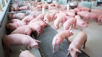 Giá lợn hơi ngày 7/3/2018 biến động không đồng nhất ở 3 miền