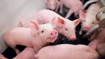Giá lợn hơi ngày 13/3/2018 tăng tại miền Nam và miền Trung