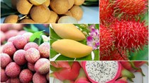Thị trường Trung Quốc tiêu thụ trên 77% lượng rau quả xuất khẩu của Việt Nam