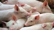 Giá lợn hơi ngày 23/3/2018 đang tăng trở lại 