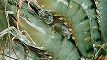 Xuất khẩu tôm có nhiều tín hiệu tích cực