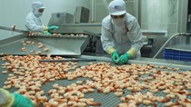 Giá thủy sản xuất khẩu tuần 16 - 22/3/2018