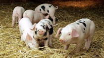 Giá lợn hơi ngày 4/4/2018 tăng nhẹ trên cả nước