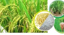 Thị trường lúa gạo tuần đến 15/03/2018