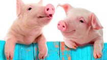 Giá lợn hơi tuần đến 25/3/2018 biến động chủ yếu theo chiều hướng giảm 