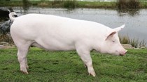 Giá lợn hơi  ngày 31/3/2018 biến động trái chiều tại miền Bắc